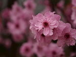 樱花特写