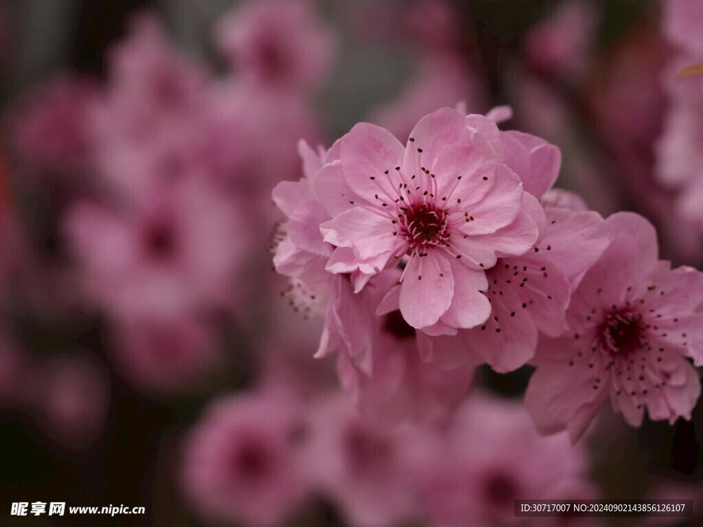 樱花特写