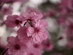 观赏桃花