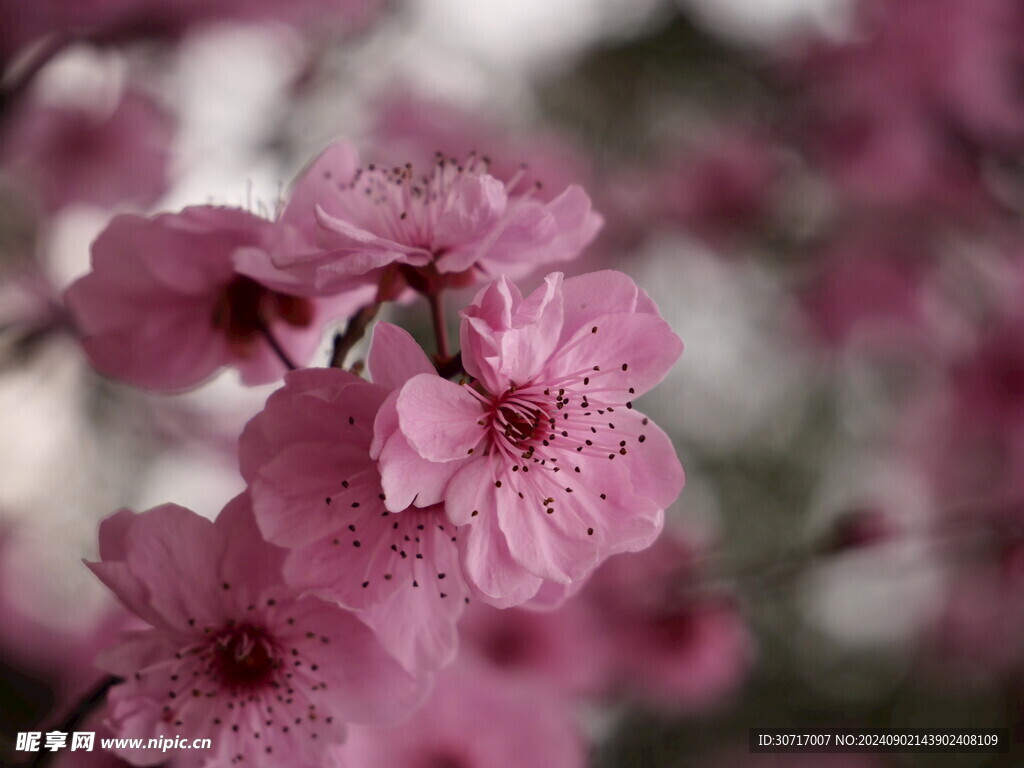 观赏桃花