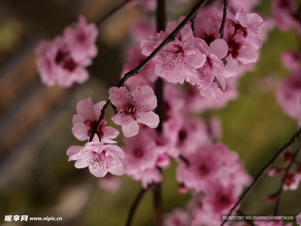 桃花