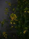 黄色油菜花