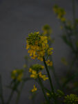 油菜花