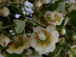 奇异果花蕊