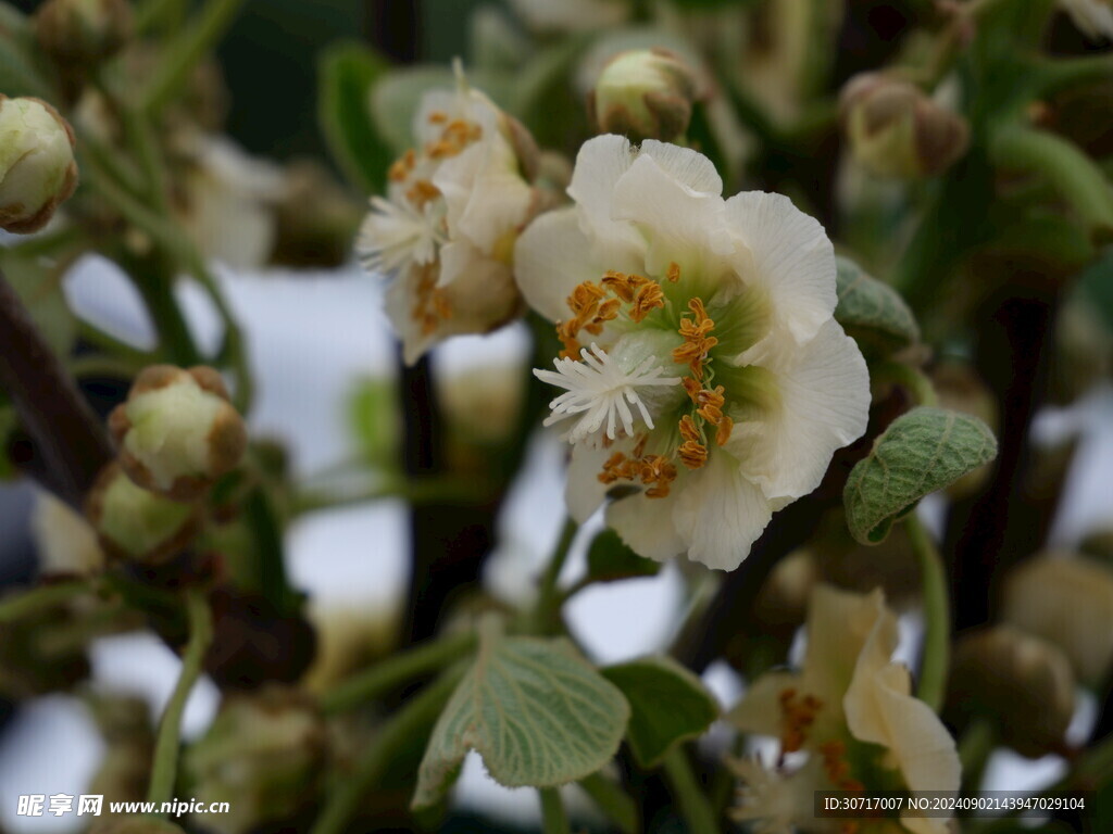 奇异果花