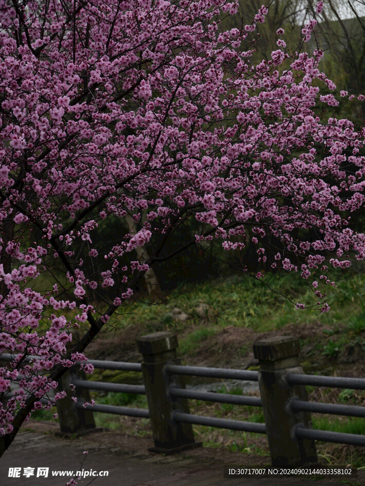 桃花树