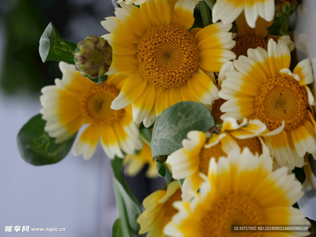 茼蒿花
