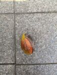 落叶