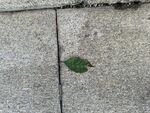 树叶
