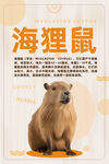 海狸鼠 简介