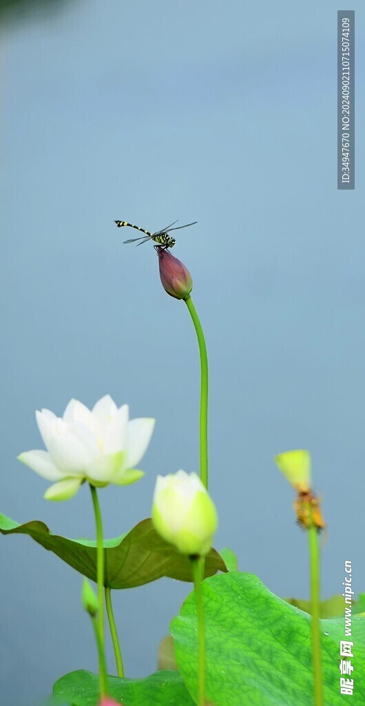 白荷花 蜻蜓