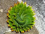 芦荟