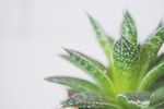 芦荟