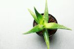 芦荟