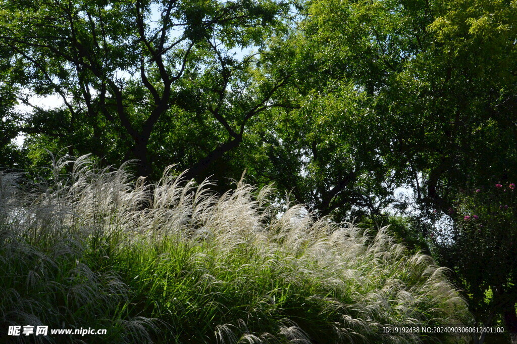 芒草风景  