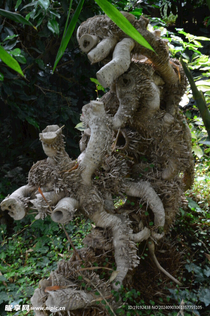 树根树干  