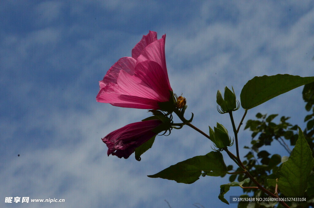 芙蓉葵 