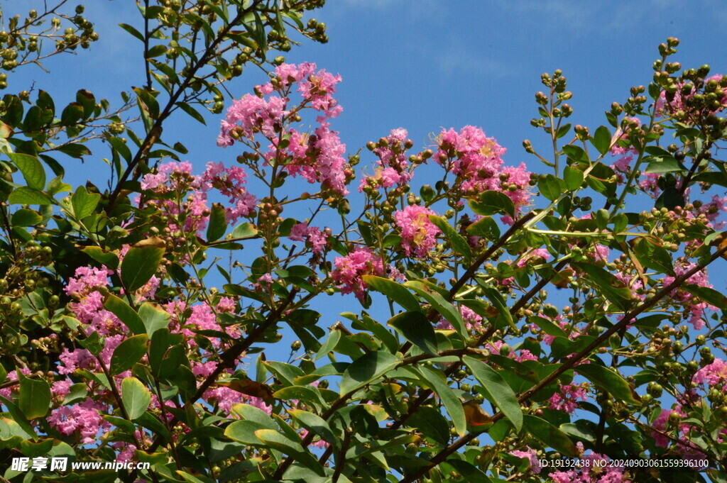 紫薇花  