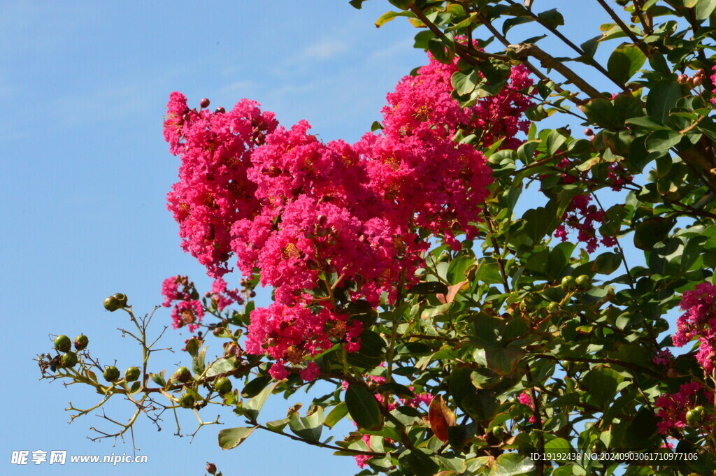 紫薇花  