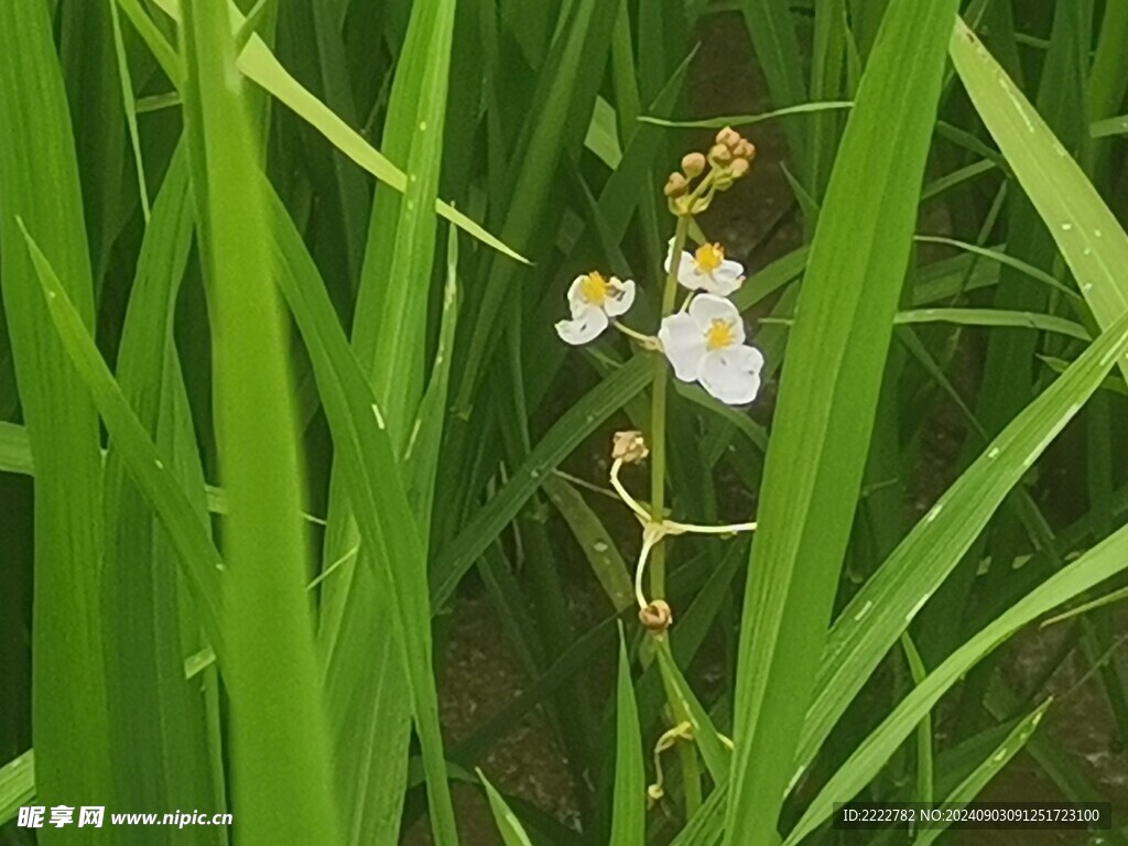 田园风光 风景  水稻  庄稼