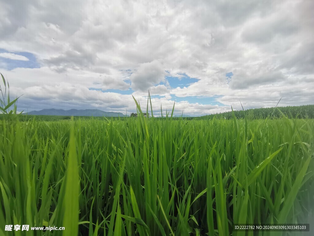 田园风光 风景  水稻  庄稼