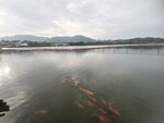 石家庄  龙泉湖 湿地公园  