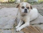 狗 犬 宠物 田园 动物