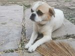 狗 犬 宠物 田园 动物