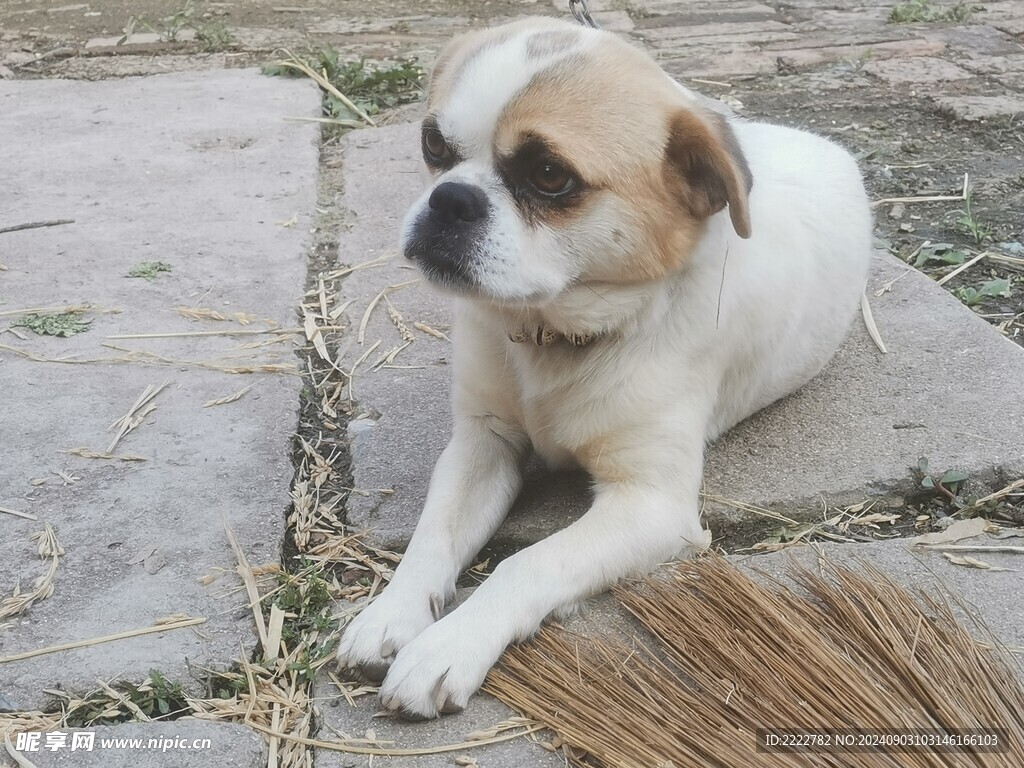 狗 犬 宠物 田园 动物