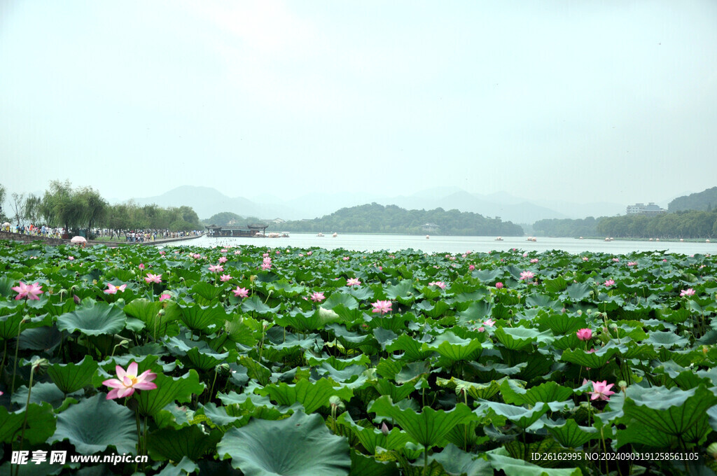 西湖美景