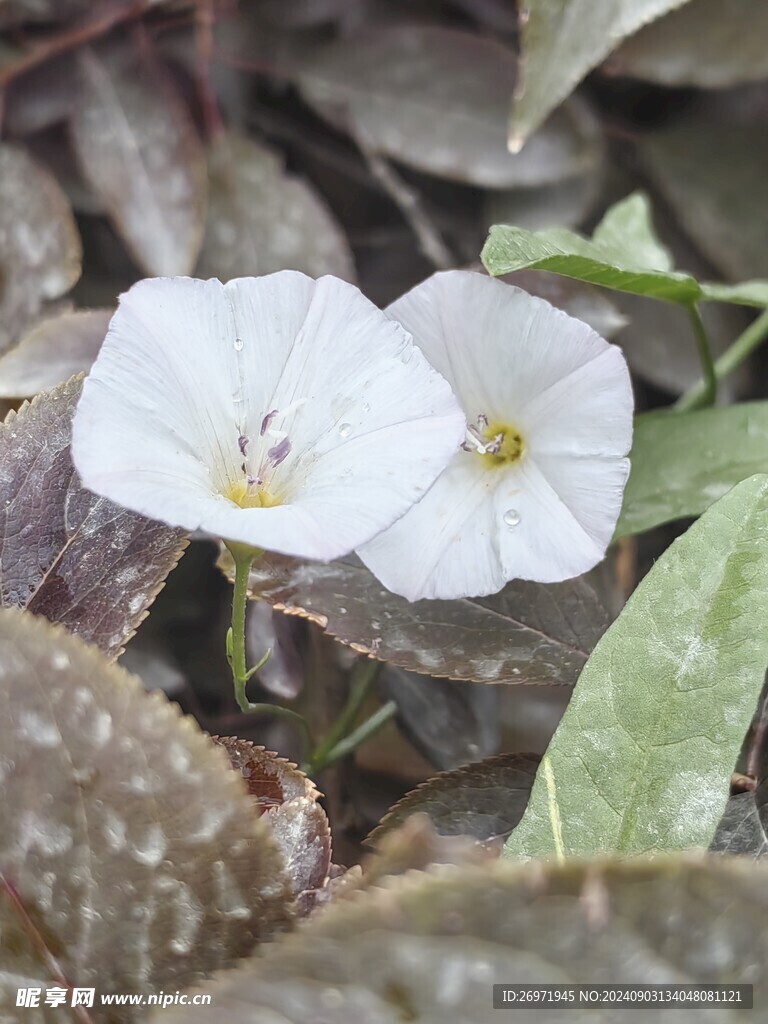 白色的花