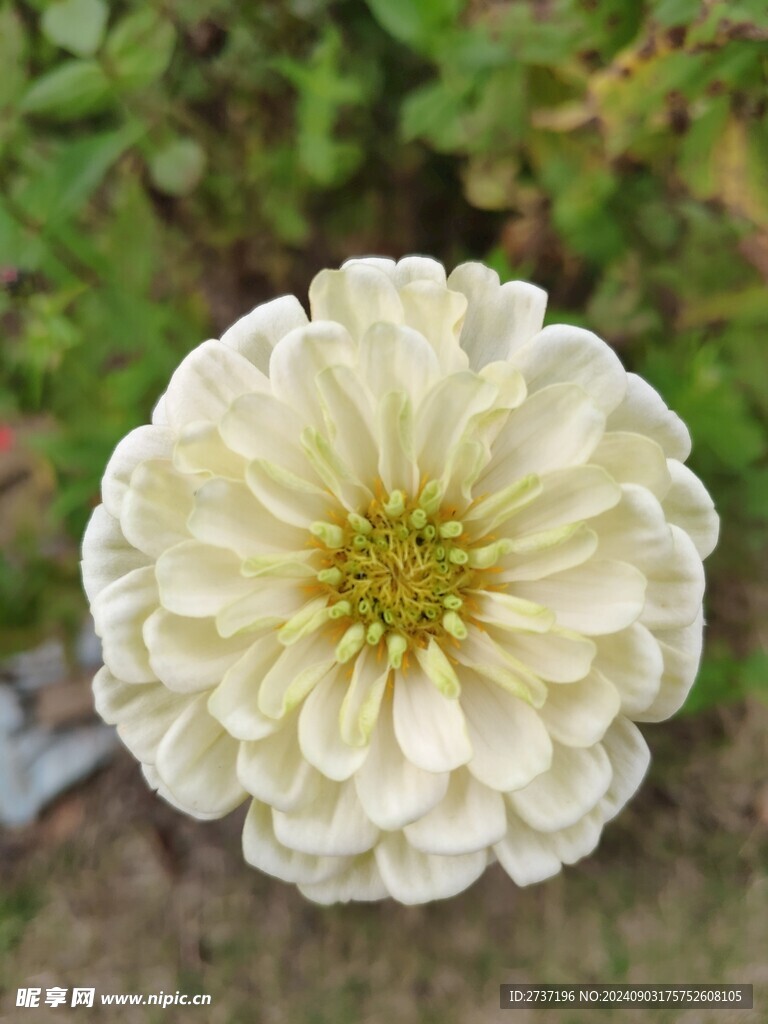 白色的花朵