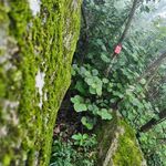苔藓