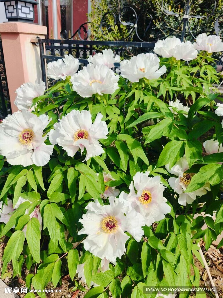 牡丹