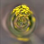 油菜花