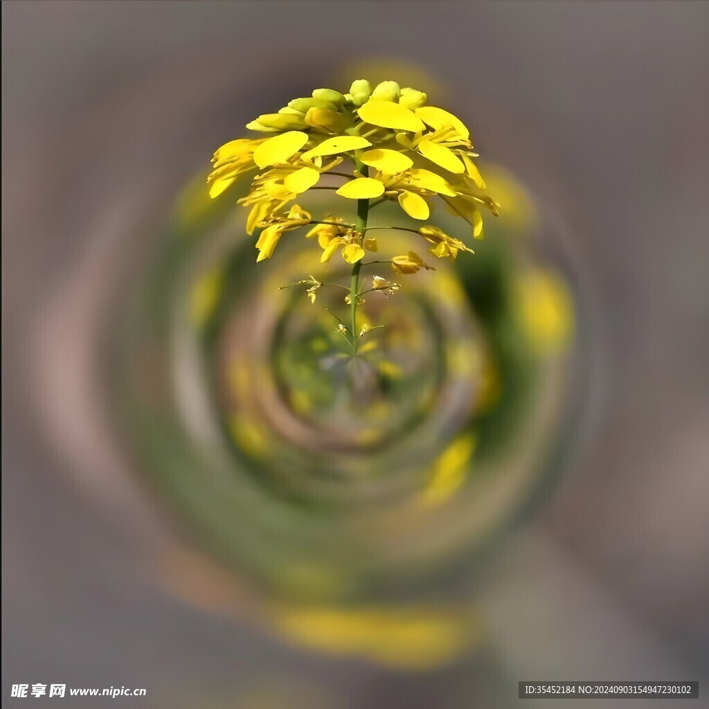 油菜花