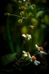 蜜蜂