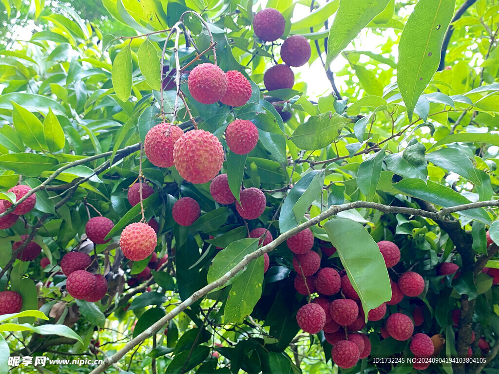 荔枝树