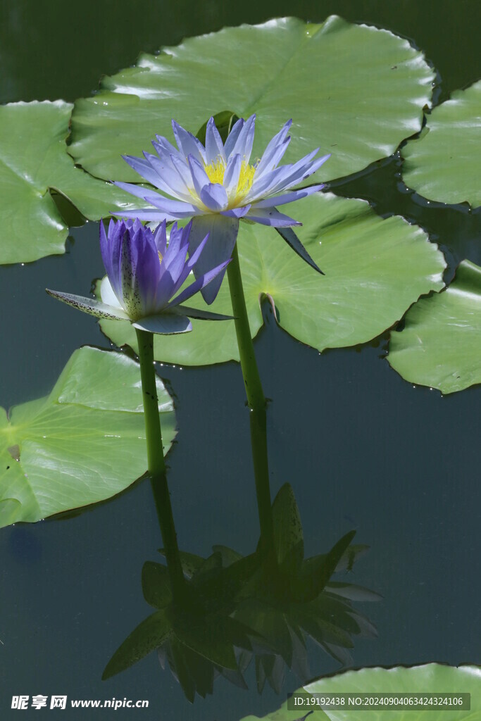 睡莲花  