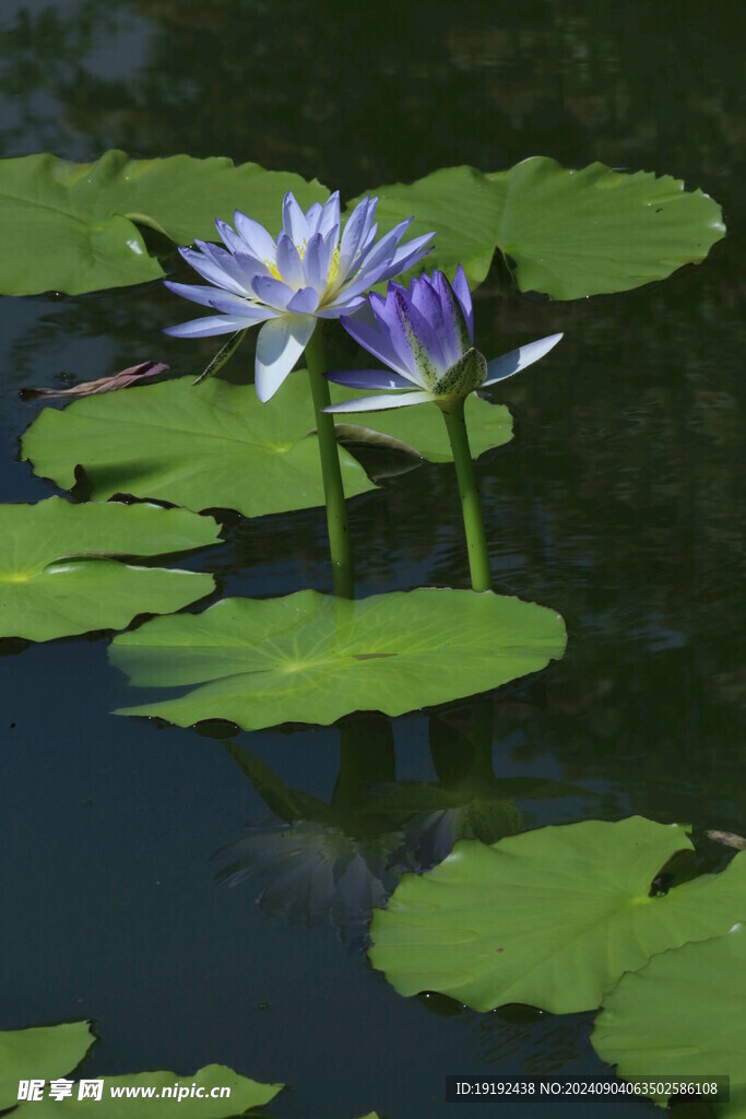 睡莲花  