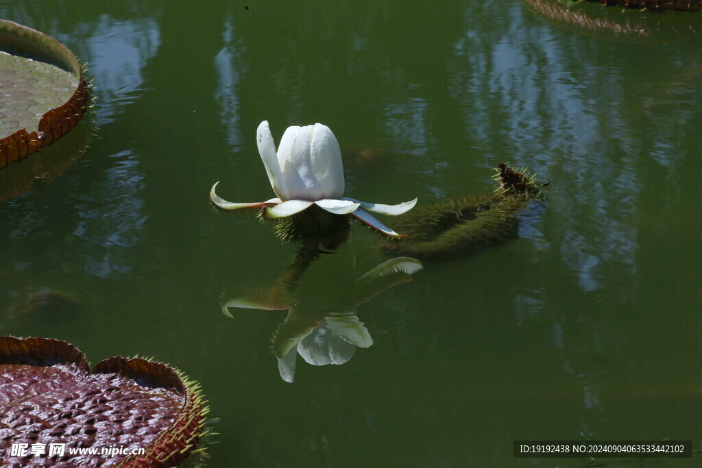 荷塘王莲花 