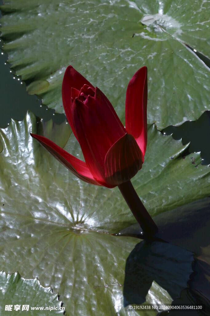 睡莲花 