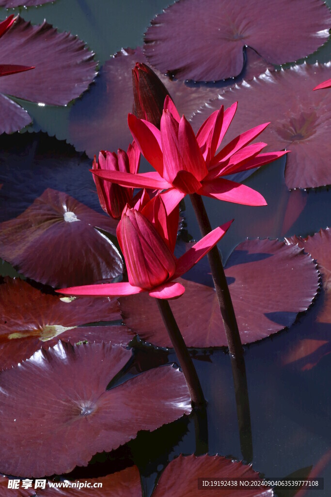 睡莲花  