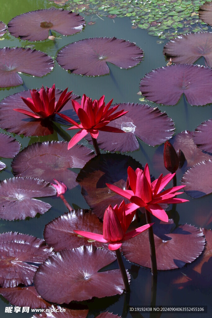 睡莲花  