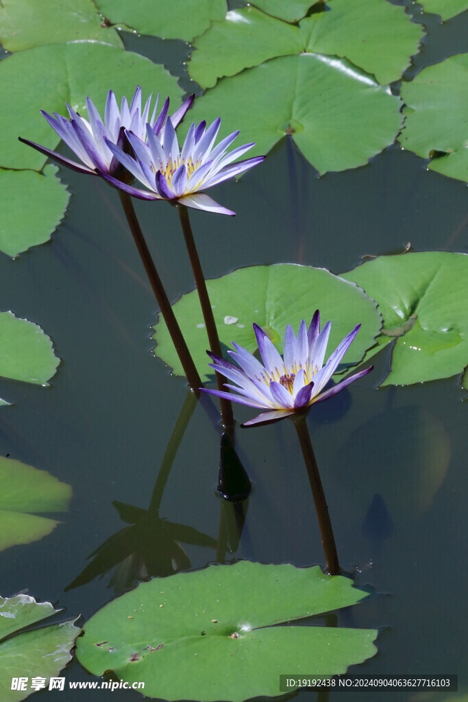 睡莲花 