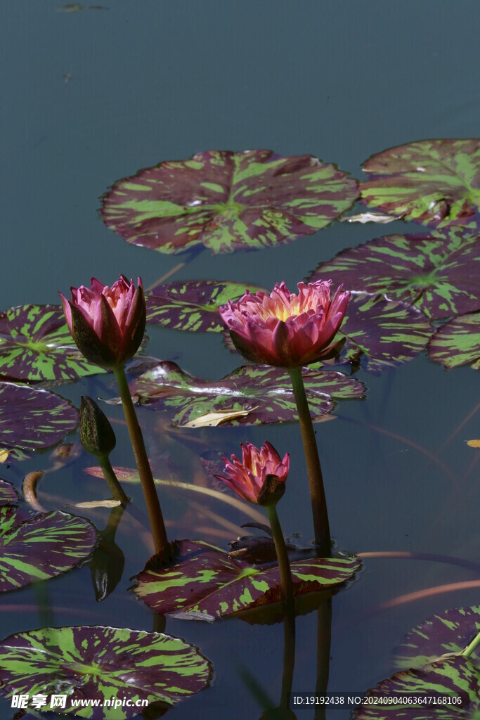 睡莲花  