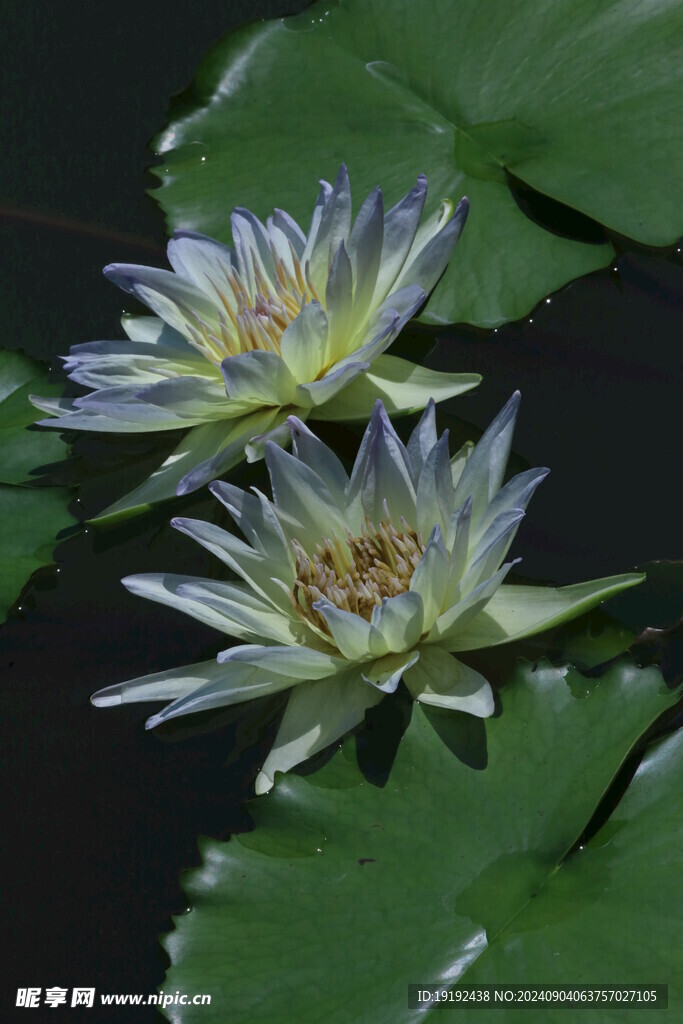 睡莲花  