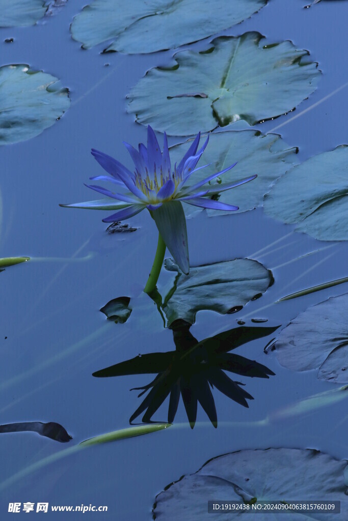 睡莲花  