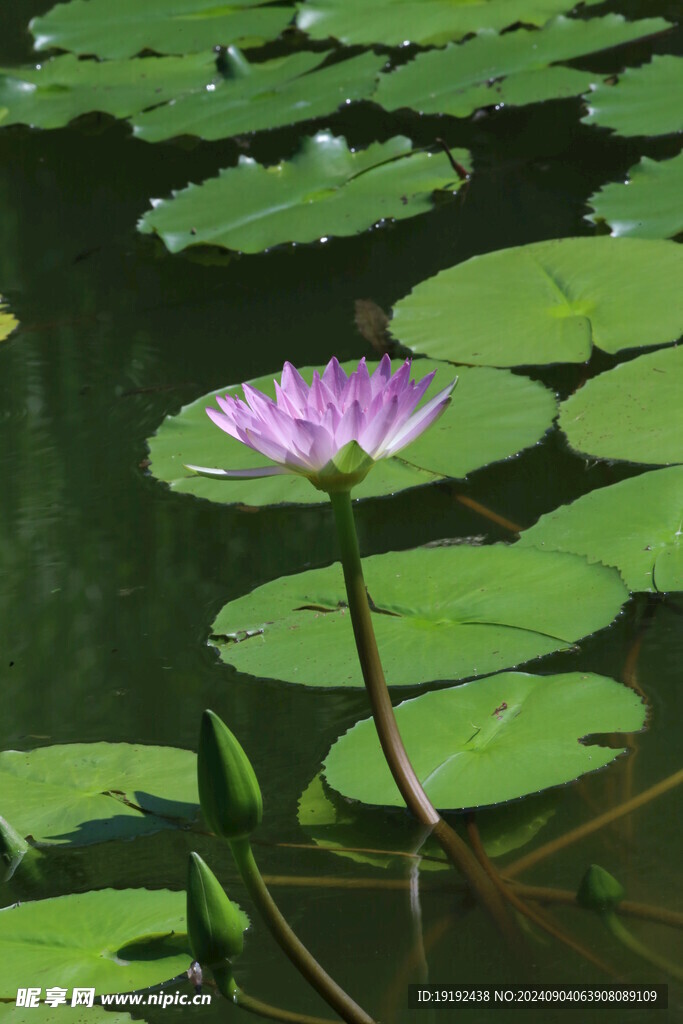 睡莲花  