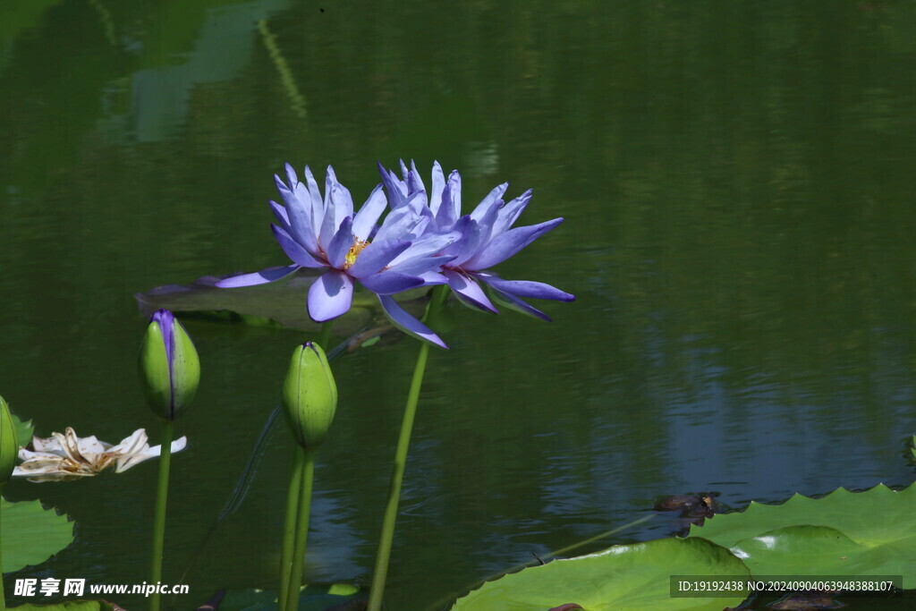 睡莲花  